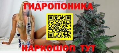 дмт Гай